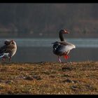 *Akrobaten* an der Isar