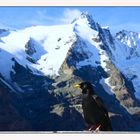 Akrobaten der Lüfte - vor dem Großglockner - die Alpendohle