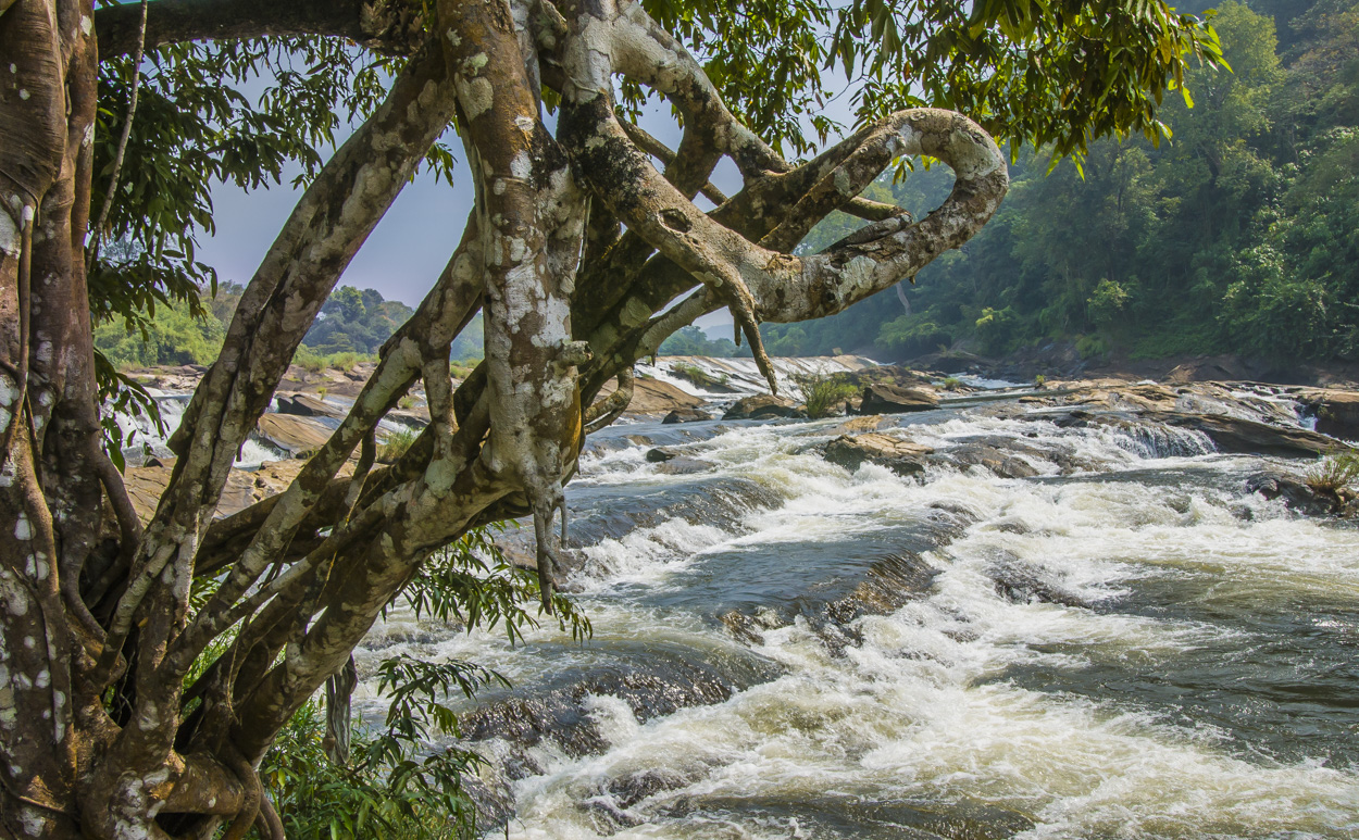 Akrobaten in der Natur