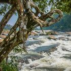 Akrobaten in der Natur