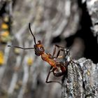 Akrobatik bei den Ameisen... (1) - Une fourmi acrobate!