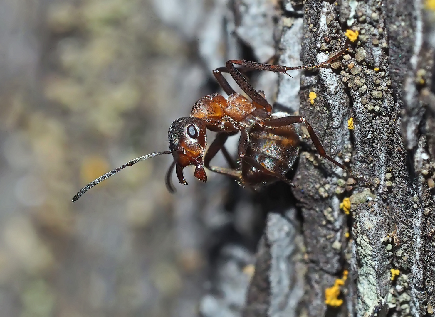 Akrobatik bei den Ameisen... (2) - Une fourmi acrobate!