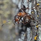 Akrobatik bei den Ameisen... (2) - Une fourmi acrobate!