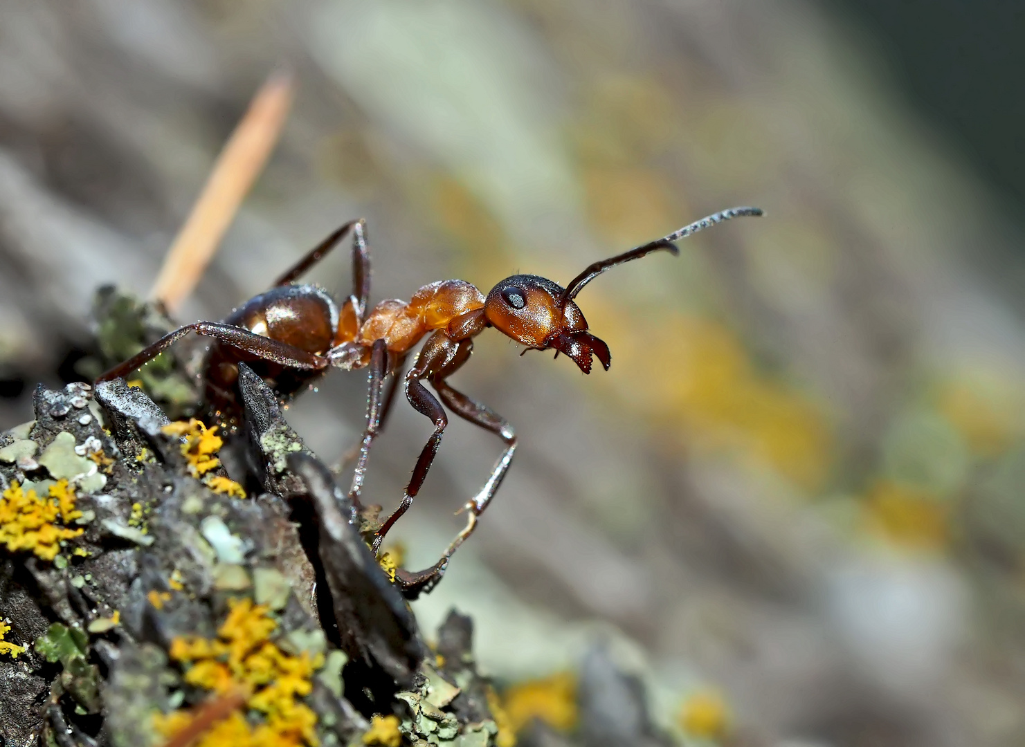 Akrobatik bei den Ameisen... (3) - Une fourmi acrobate!