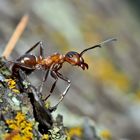 Akrobatik bei den Ameisen... (3) - Une fourmi acrobate!