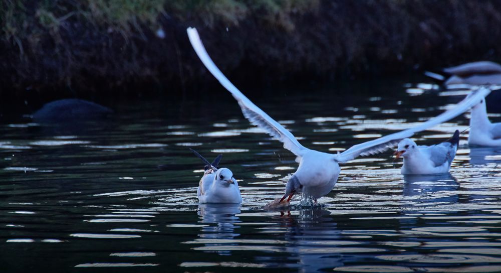 Akrobatik im Flug