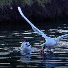 Akrobatik im Flug