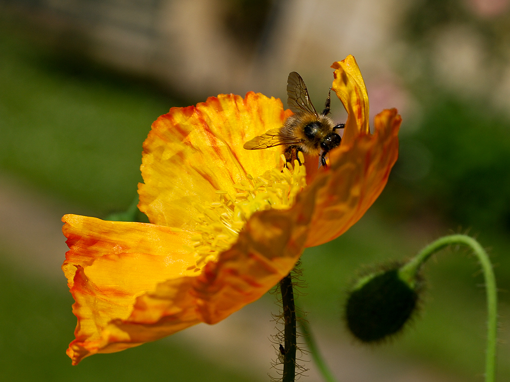 Akrobatik im Mohn