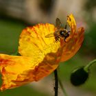 Akrobatik im Mohn