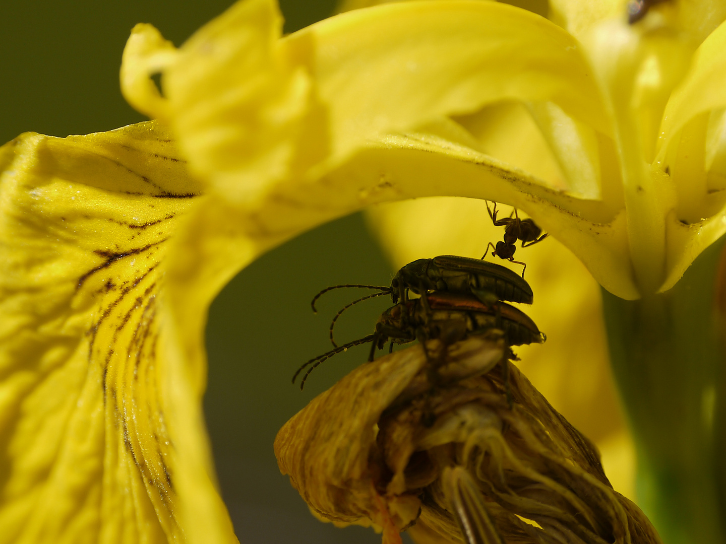 Akrobatik in der Irisblüte