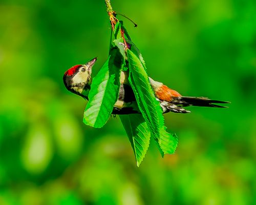 Akrobatik, Kleinspecht