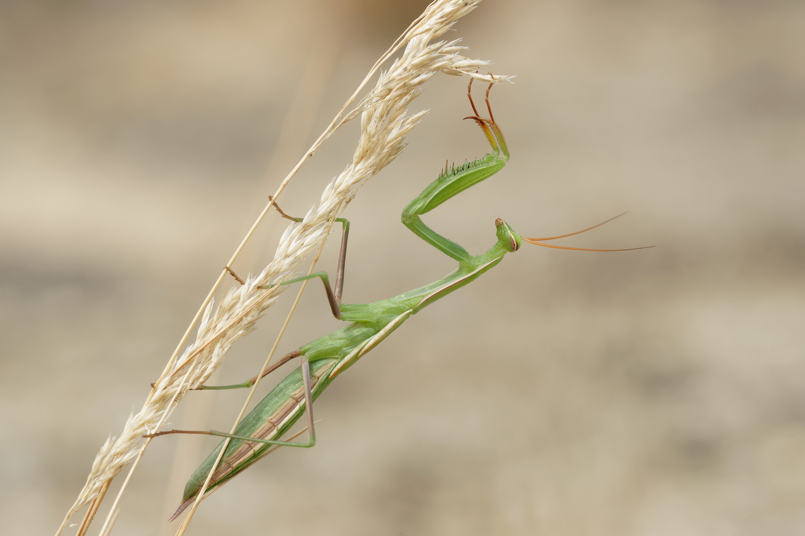 Akrobatin -  Europäische Gottesanbeterin , Mantis religiosa