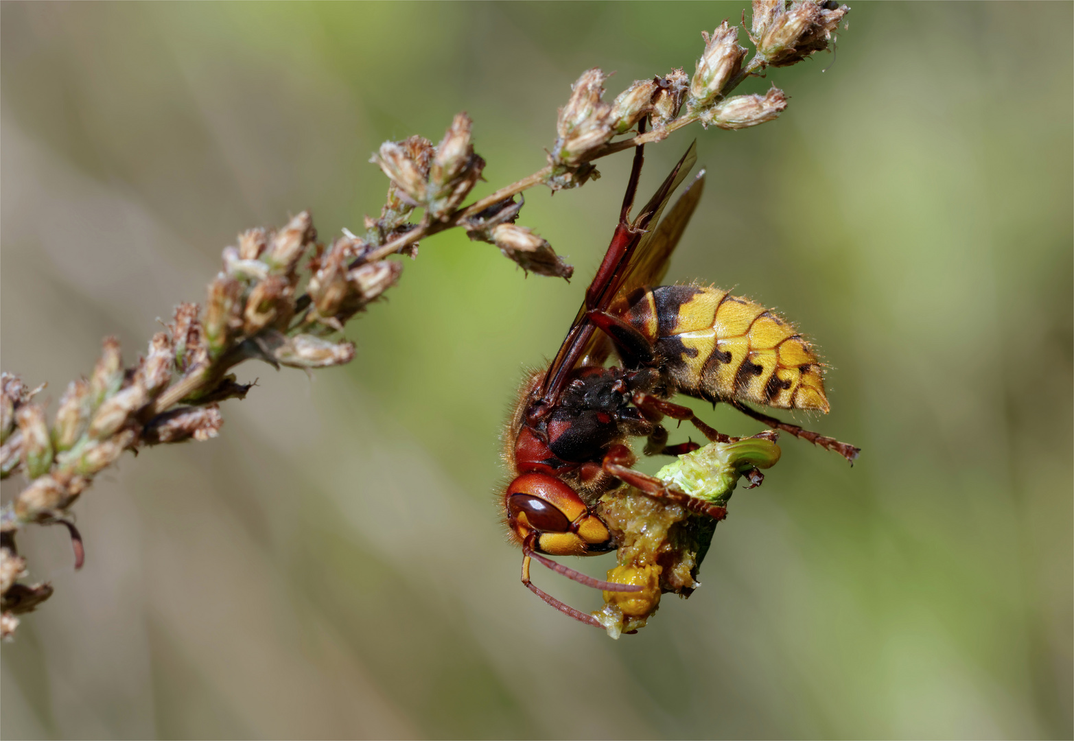 Akrobatin! Hornisse ( Vespa crabro germana)  frißt Heuschrecke 