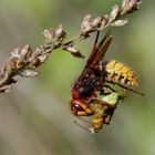 Akrobatin! Hornisse ( Vespa crabro germana)  frißt Heuschrecke 