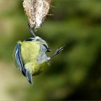 Akrobatisch zeigte sich die kleine Blaumeise...