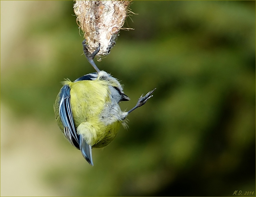 Akrobatisch zeigte sich die kleine Blaumeise...