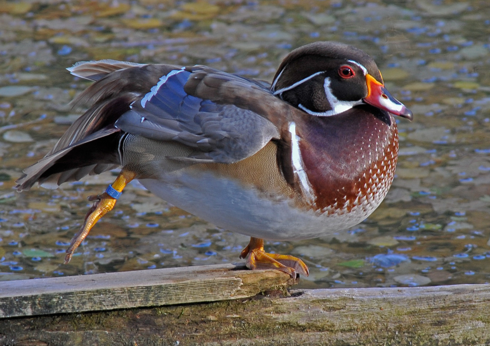 Akrobatische Ente