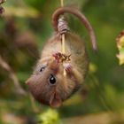 akrobatische Futtersuche