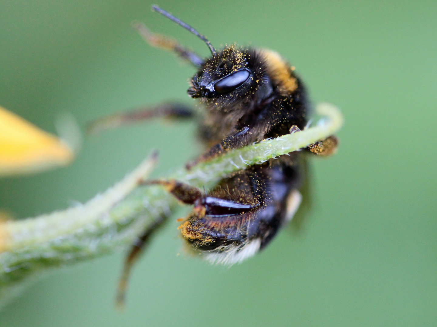 Akrobatische Hummel