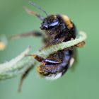 Akrobatische Hummel