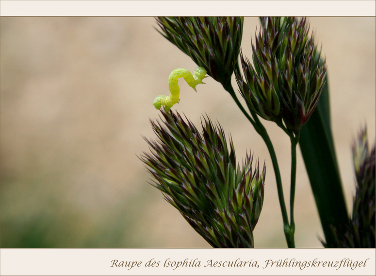 Akrobatische Schmetterlingsraupe