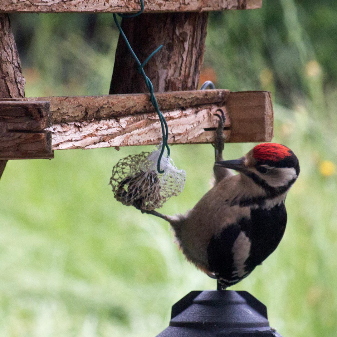 Akrobatische Vogelmahlzeit-1