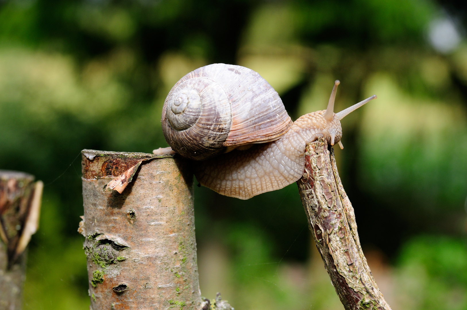 akrobatische Weinbergschnecke