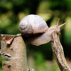 akrobatische Weinbergschnecke