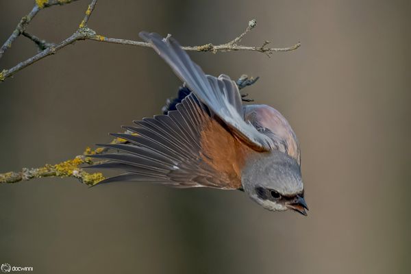 Akrobatischer Abflug