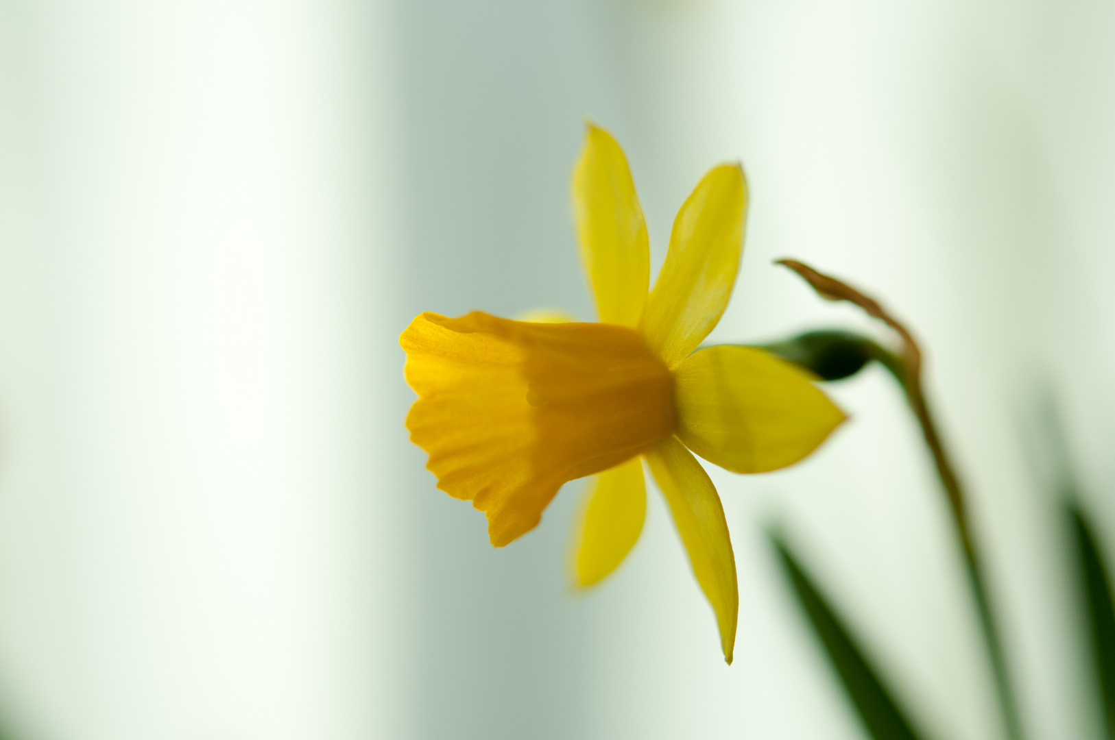 AKT  als Frühlingsbote