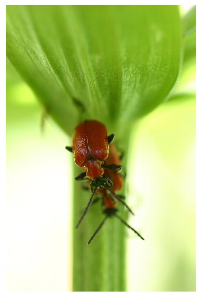 Akt im Garten