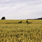 Akt im Kornfeld für Bastelfreunde