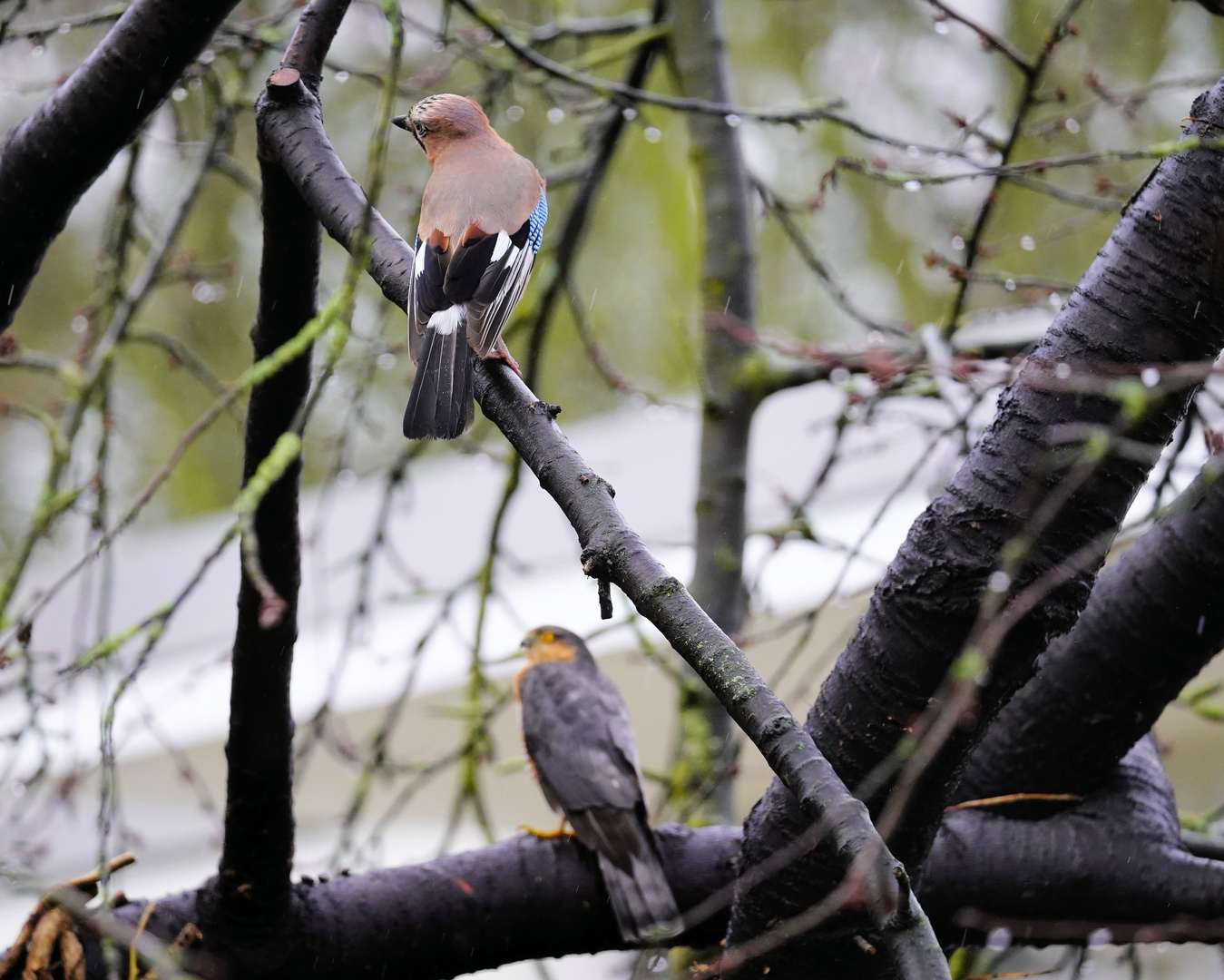 Aktion im Kirschbaum 1-2