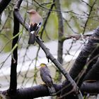 Aktion im Kirschbaum 1-2