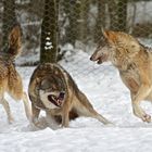 Aktion im Wolfsgehege