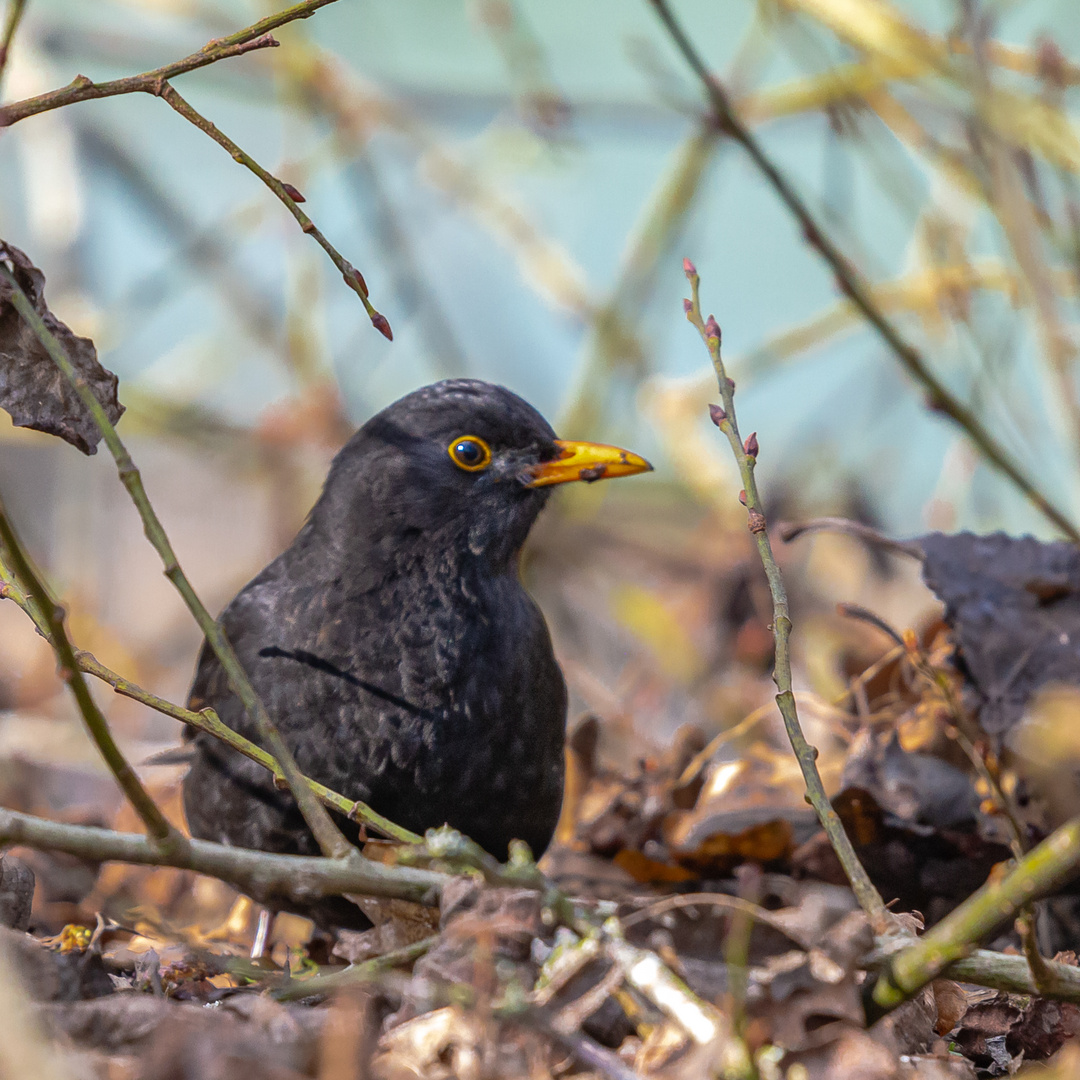 Aktive Amsel am Flussufer