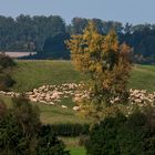 Aktive Landschaftspflege