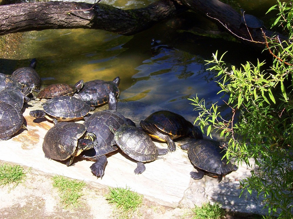 aktive Schildkröten