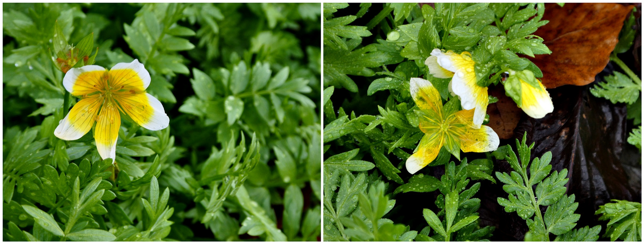 Aktuell im Botan. Garten Wuppertal Foto & Bild | natur ...
