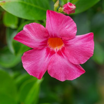 Aktuell noch im Garten.