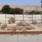 Aktuelle Ausgrabungen hinter den Memnon-Kolossen / Theben West (3)