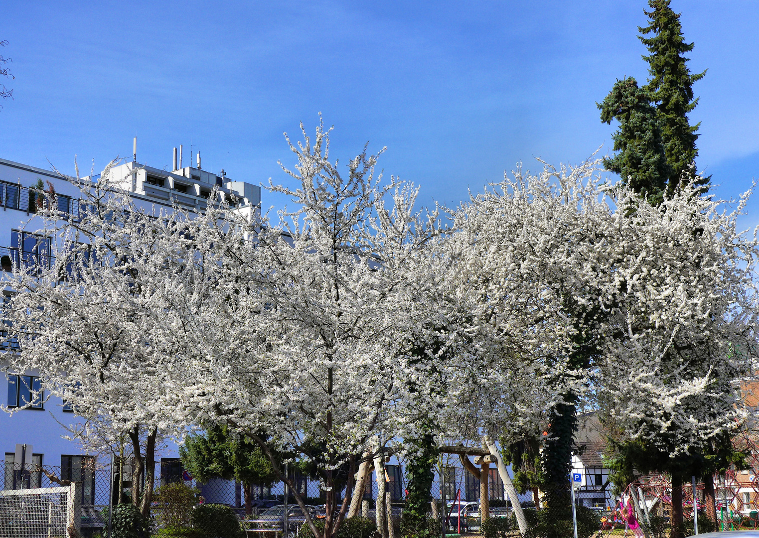 Aktuelle Baumblüte in Köln