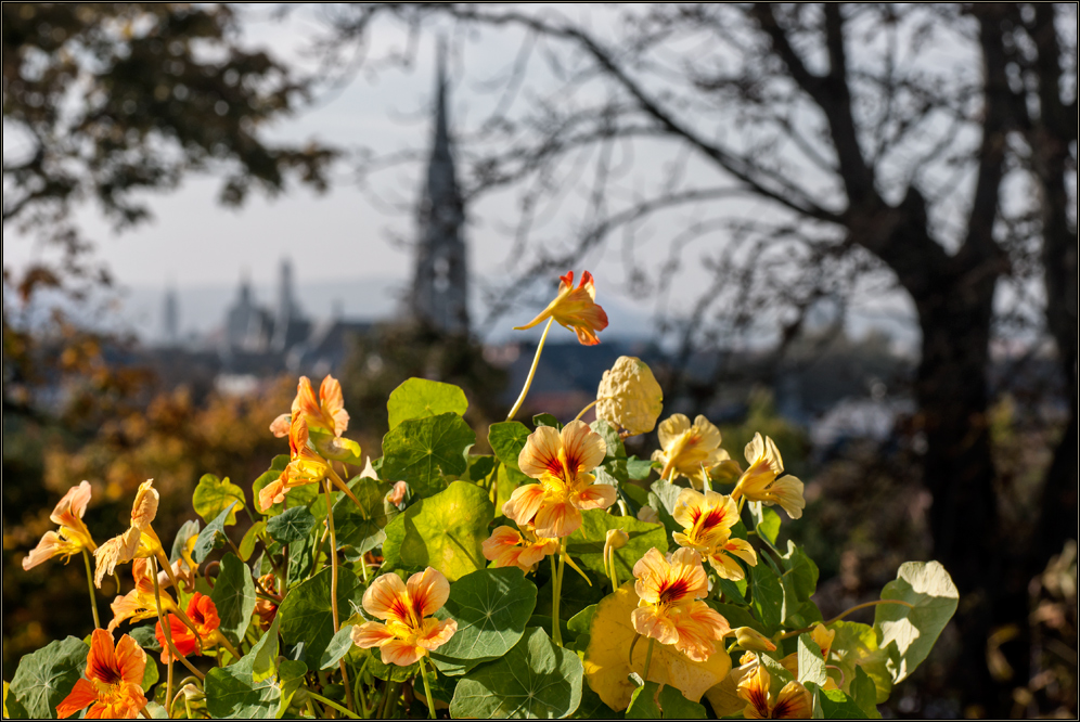 Aktuelle Blüten ...