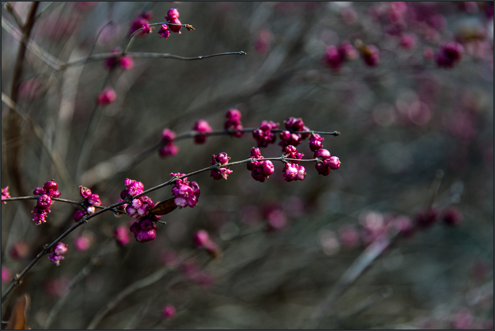 || Aktuelle Blüten