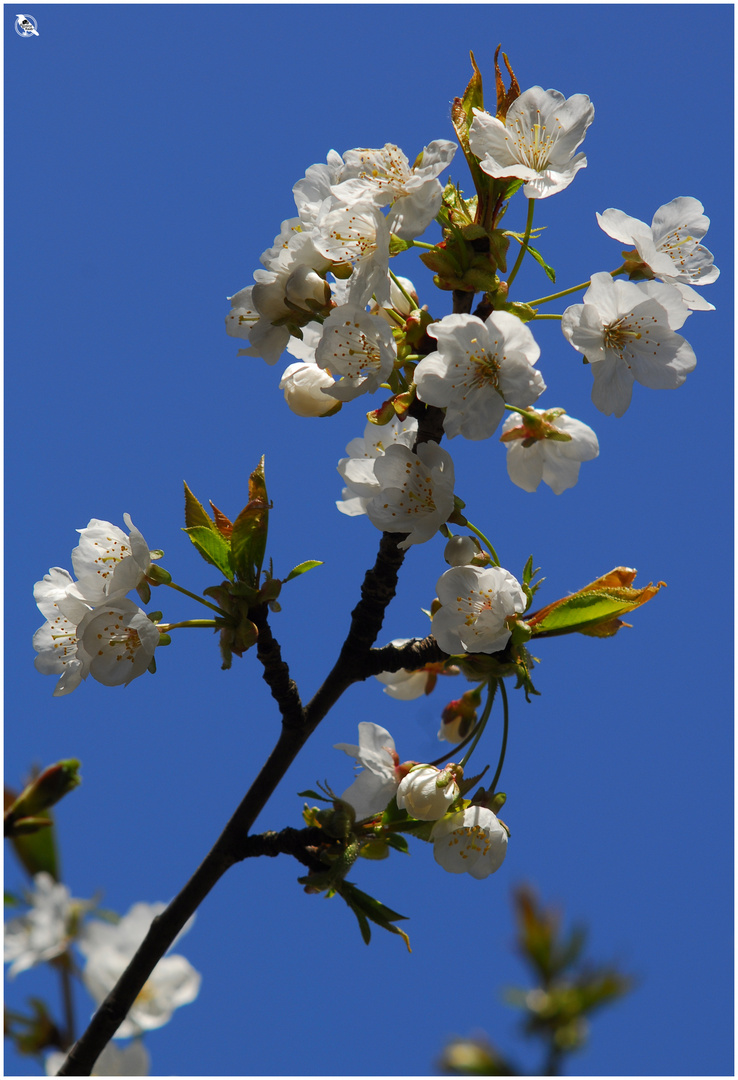 Aktuelle Blüten