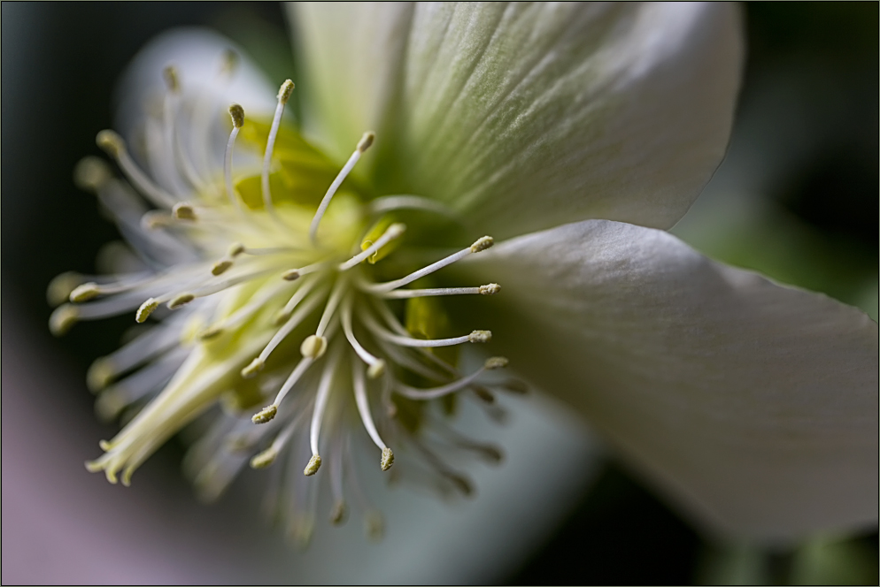 || Aktuelle Blüten .