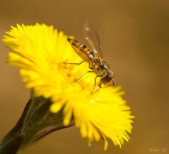 aktuelle Schwebfliege