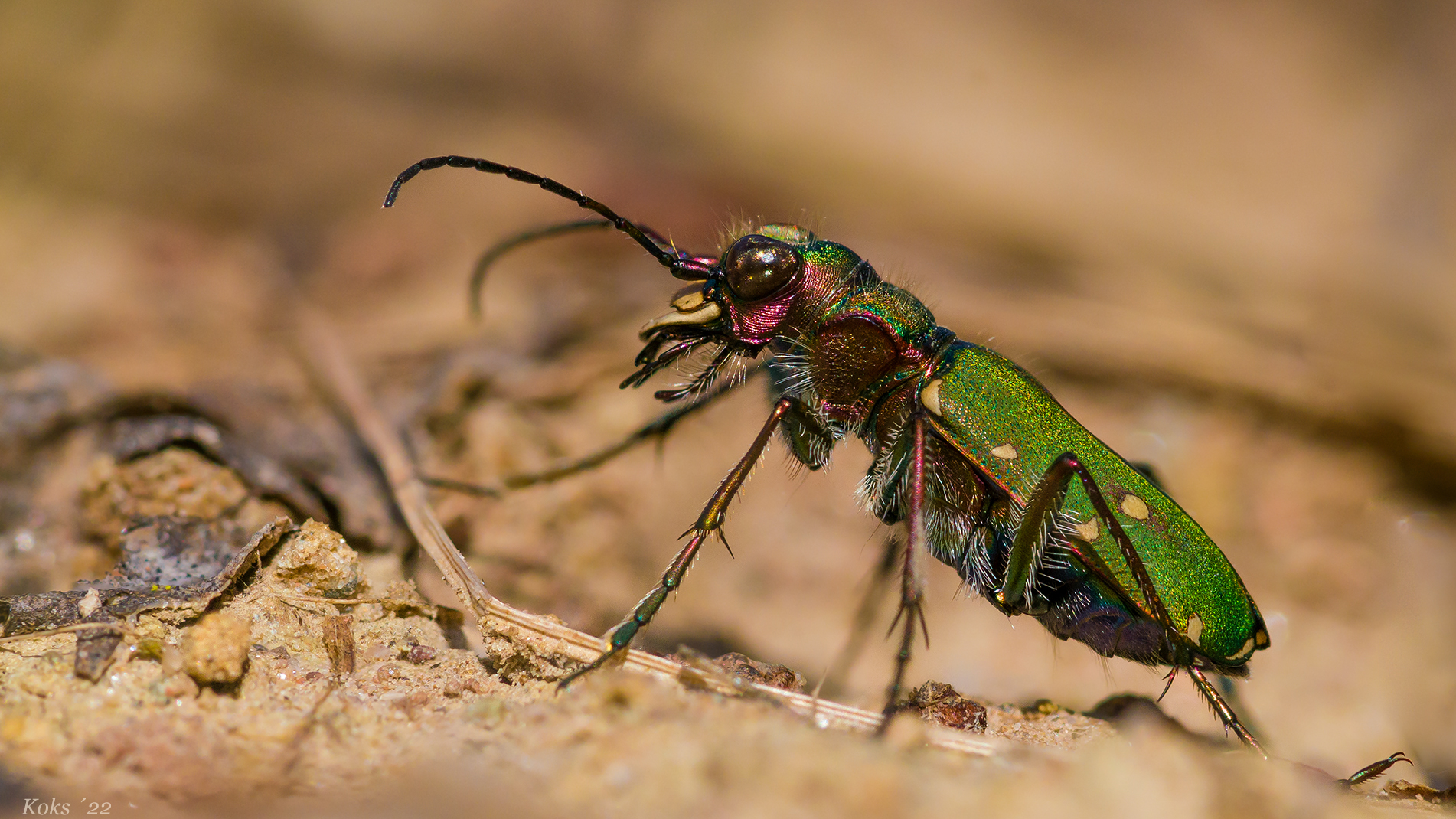 Aktueller Cicindelinae