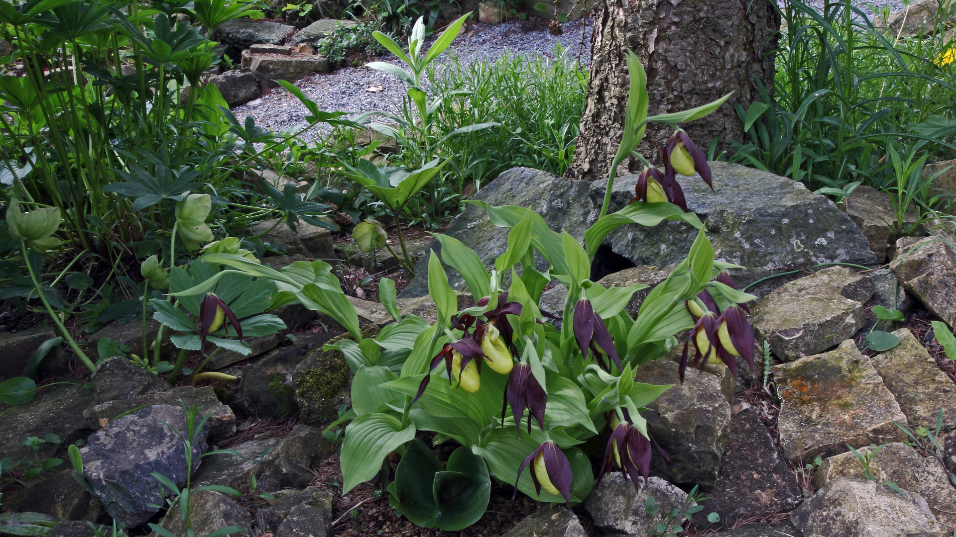 Aktueller Frauenschuh und die Bitte um Hilfe von einem Biologen oder botanisch  "Wissenden"...