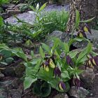 Aktueller Frauenschuh und die Bitte um Hilfe von einem Biologen oder botanisch  "Wissenden"...